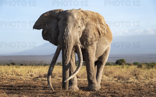 African elephant (Loxodonta africana) the famous Super Tusker elephant Craig, old male with long tusks, in the evening light, Kajiado County, Kenya