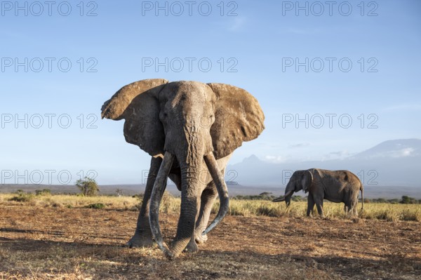 Two African elephants (Loxodonta africana) in a picturesque landscape with the summit of Mount Kilimanjaro, the famous Super Tusker elephant Craig with his friend Pascal, old male with long tusks, in the evening light, Kajiado County, Kenya