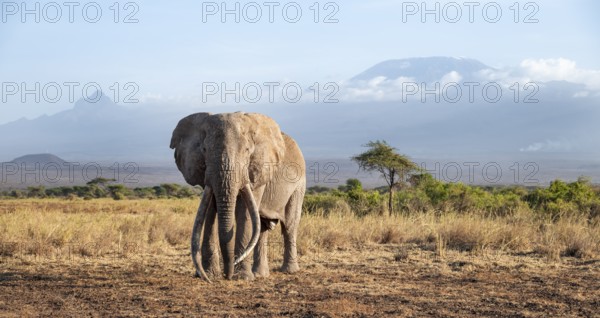 African elephant (Loxodonta africana) in picturesque landscape with the summit of Mount Kilimanjaro, the famous Super Tusker elephant Craig, old male with long tusks, in the evening light, Kajiado County, Kenya