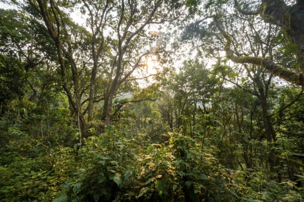 Dense vegetation in tropical mountain rain forest, primeval forest, Bwindi Impenetrable Forest, Uganda
