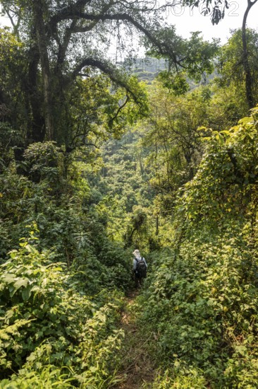 Tourist hiking trail through dense vegetation in tropical mountain rainforest, primeval forest, Bwindi Impenetrable Forest, Uganda