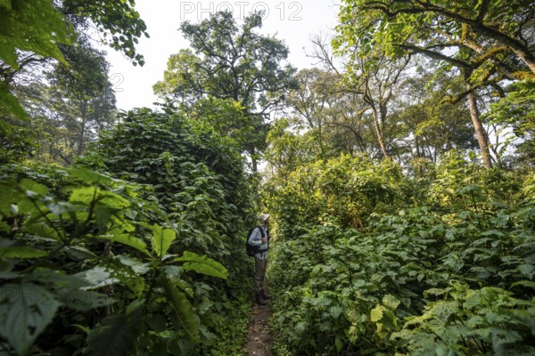 Tourist hiking trail through dense vegetation in tropical mountain rainforest, primeval forest, Bwindi Impenetrable Forest, Uganda
