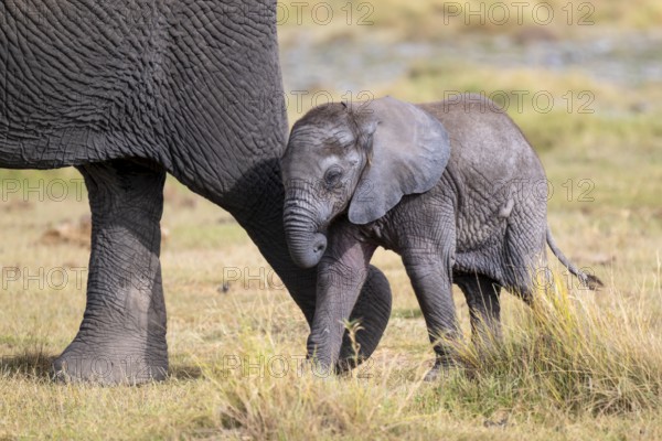 African elephant (Loxodonta africana), small young, baby elephant, Amboseli National Park, Rift Valley Province, Kenya