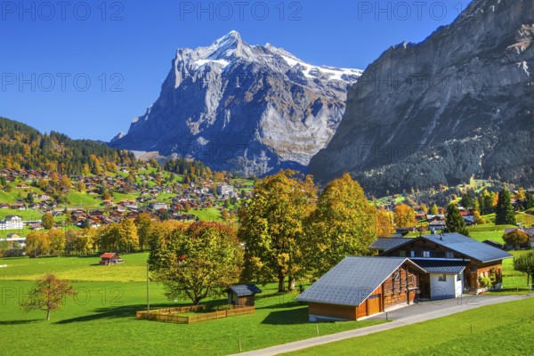 Autumn landscape with village overview and Wetterhorn 3690m, Grindelwald, Lütschinental, Bernese Oberland, Canton of Bern, Switzerland