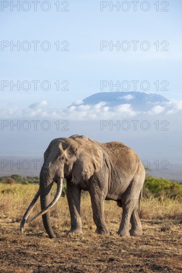 African elephant (Loxodonta africana) in picturesque savanna landscape with the summit of Mount Kilimanjaro, the famous Super Tusker elephant Craig, old male with long tusks, in the evening light, Kajiado County, Kenya