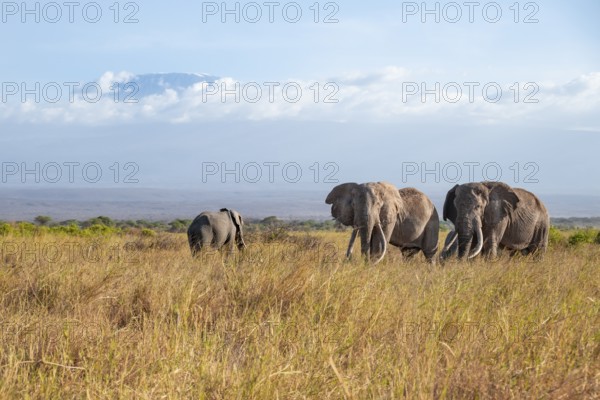 Two African elephants (Loxodonta africana) in a picturesque savanna landscape with the summit of Mount Kilimanjaro, the famous Super Tusker elephant Craig with his friend Pascal, old male with long tusks, in the evening light, Kajiado County, Kenya