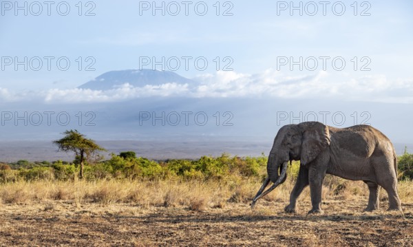 African elephant (Loxodonta africana) in picturesque savanna landscape with the summit of Mount Kilimanjaro, the famous Super Tusker elephant Craig, old male with long tusks, in the evening light, Kajiado County, Kenya