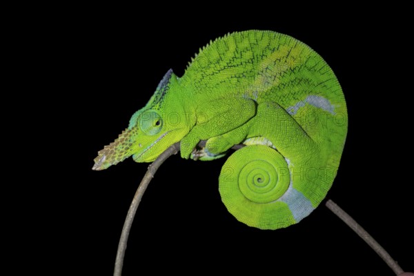 Matschie’s two-horned chamaeleon (Kinyongia matschiei), adult male, chameleon on a branch at night, Amani Nature Forest Reserve, Eastern Usambara Mountains, Tanga, Tanzania
