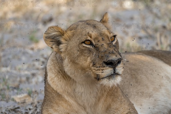 Lion (Panthera leo), adult female, animal portrait, Moremi Game Reserve, Botswana