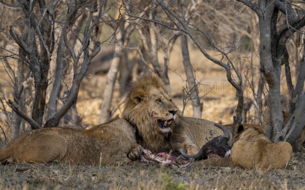 Lion (Panthera Leo) with kill, pack eats captured buffalo, adult male with prey, Moremi Game Reserve, Botswana