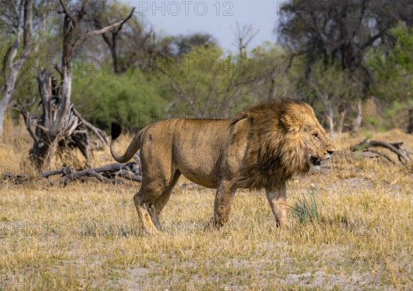 Lion (Panthera leo), adult male walking, Moremi Game Reserve, Botswana