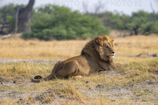 Lion (Panthera leo), adult male lying in yellow grass, Moremi Game Reserve, Botswana