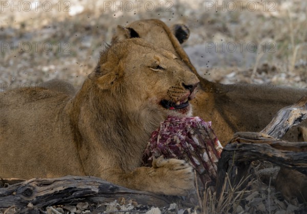Lion (Panthera Leo) with kill, juvenile male eats the ribs of the captured buffalo, Moremi Game Reserve, Botswana