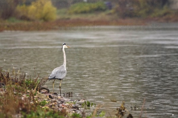 Grey heron, autumn, Germany