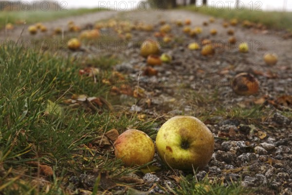 Fallen fruit, autumn time, Germany