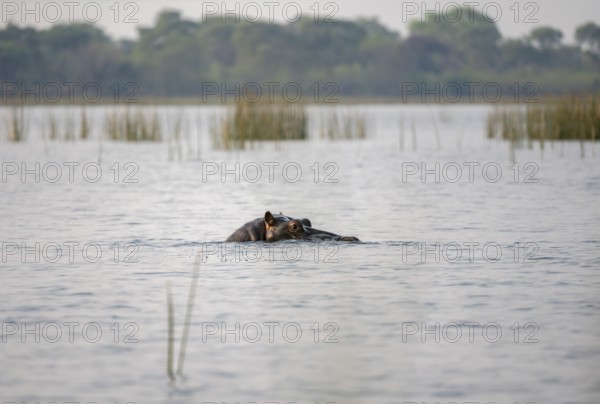 Hippopotamus (Hippopatamus amphibius) in the river, Thamalakane River, Okavango Delta, Botswana