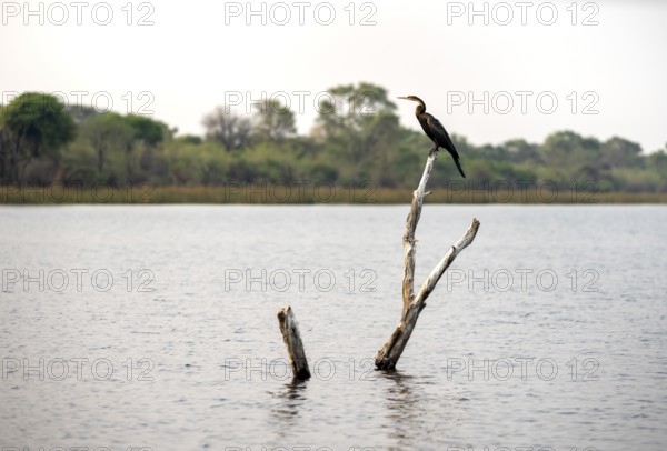 African Darter (Anhinga rufa) sitting on a dead tree in the river, Thamalakane River, Okavango Delta, Botswana