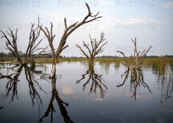 Dead trees are reflected in the river, Thamalakane River, Okavango Delta, Botswana