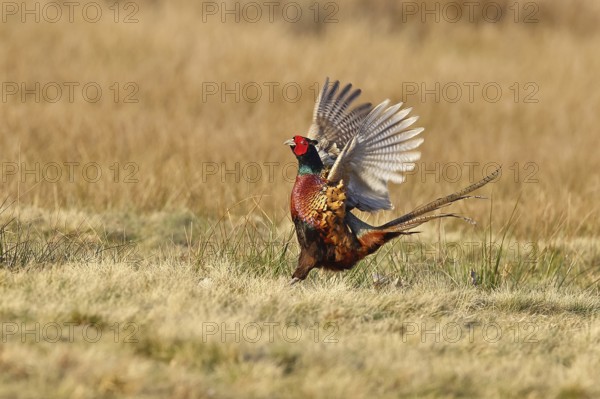 Pheasant, hunting pheasant (Phasianus colchicus), adult male bird courting in a meadow, area demarcation, wildlife, lembruch, ox moor, Dümmer nature park Park, Lower Saxony, Germany