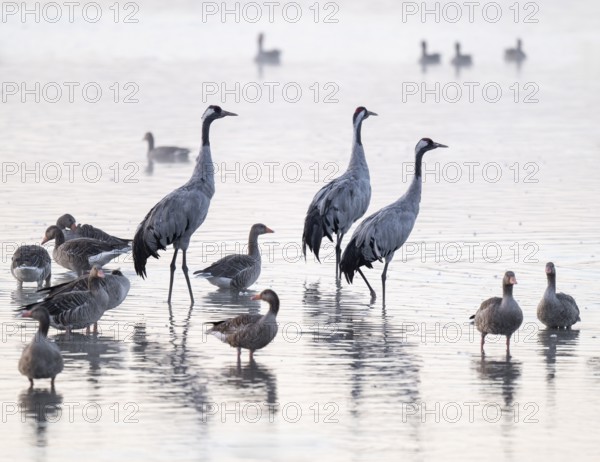 Cranes (Grus grus), cranes and gray geese (Anser anser) stand in the shallow water zone of a lake, haze, fog, Lower Saxony, Germany