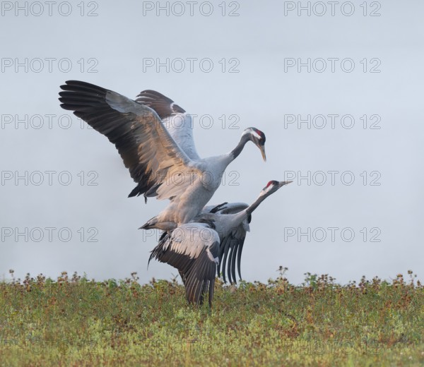 Crane (Grus grus), cranes near the copula, mating in a wetland, wetland, Lower Saxony, Germany