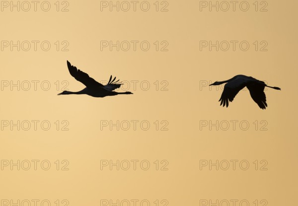 Crane (Grus grus), two cranes flying in the morning light against a warm orange sky, silhouettes, Lower Saxony, Germany