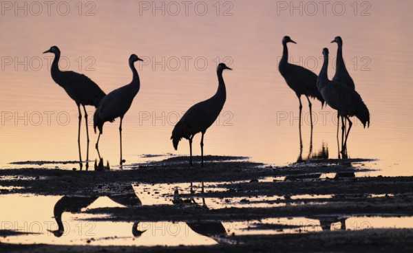 Crane (Grus grus), a group of cranes standing in the shallow water zone of a lake in warm, orange morning light, silhouettes, Lower Saxony, Germany
