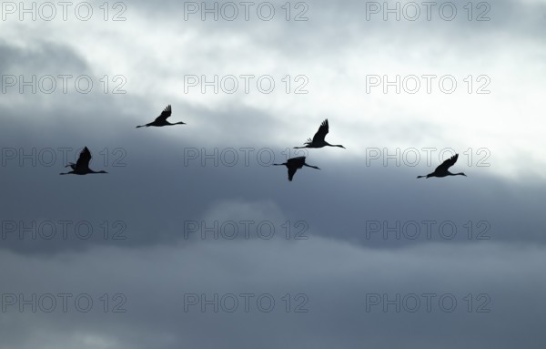 Crane (Grus grus), cranes flying against a bright sky with dramatic dark clouds, silhouettes, Lower Saxony, Germany