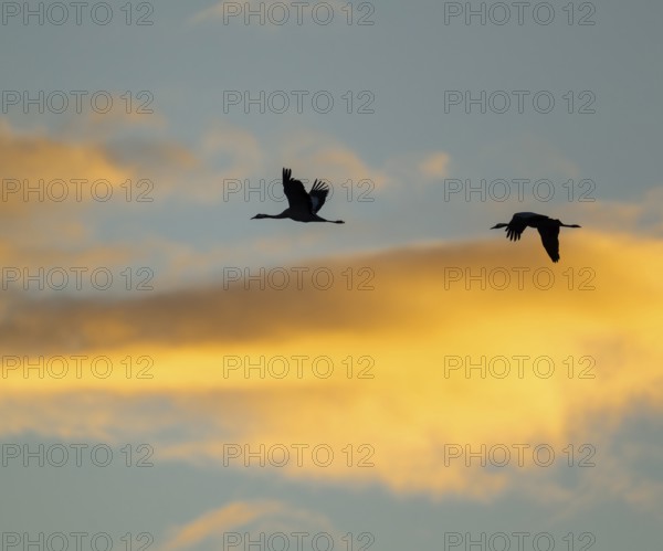 Crane (Grus grus) two cranes flying in the morning light against a blue sky with warm orange clouds, silhouettes, Lower Saxony, Germany