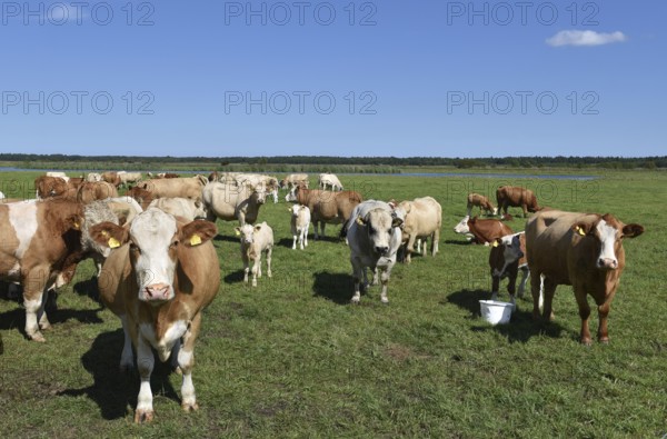 Cattle, on a pasture on the Prerower Strom on the Darß peninsula, Mecklenburg-Western Pomerania, Germany