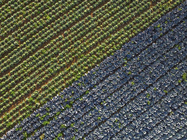 Top down view of red and green cabbage field from a drone, Devon, England, United Kingdom