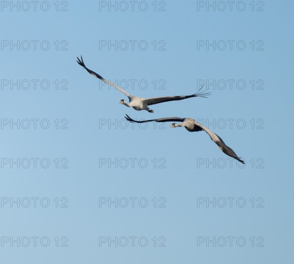 Crane (Grus grus), two cranes in flight, blue sky, Lower Saxony, Germany