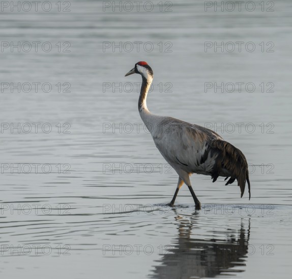 Crane (Grus grus) standing in the shallow water zone of a lake, warm morning light, Lower Saxony, Germany