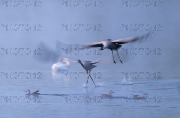 Crane (Grus grus), two cranes flying over a shallow water zone of a lake in morning light, motion blur, long exposure, moving, mopping effect, Lower Saxony, Germany