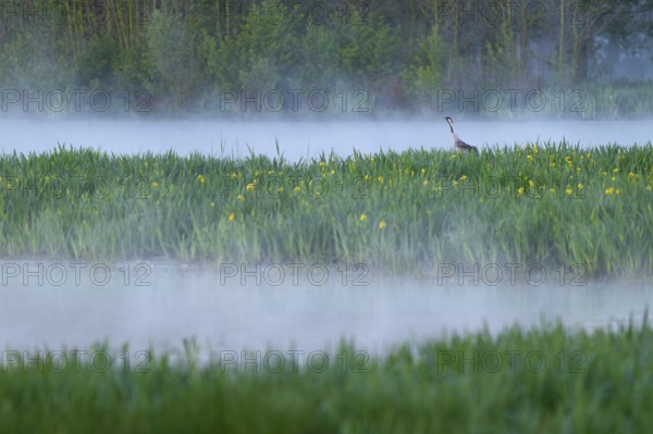 Crane (Grus grus) stands in a wetland, wet meadow with swamp iris (Iris pseudacorus), blooming, morning fog, clouds of fog, Lower Saxony, Germany