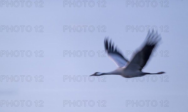 Crane (Grus grus) flying in morning light, motion blur, long exposure, puller, wiping effect, Lower Saxony, Germany