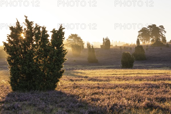 Golden sunbeams over the blooming Lüneburger Heide near Niederhaverbeck