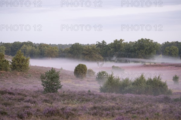 Enchanting morning atmosphere in August with fog in the blooming Lüneburger Heide near Niederhaverbeck