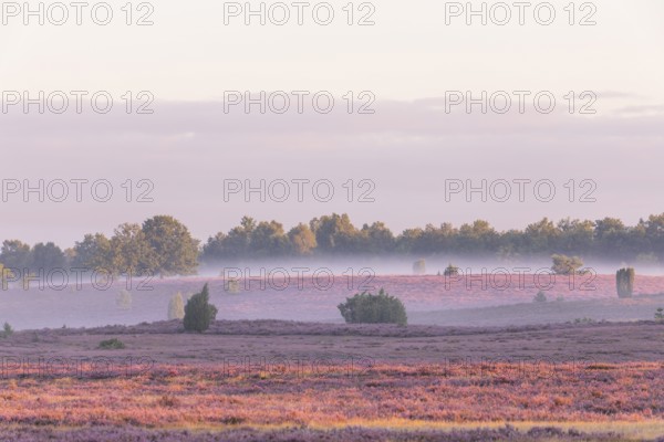 Enchanting fog, morning atmosphere in the blooming Lüneburger Heide near Niederhaverbeck