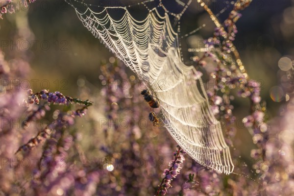 Macro shot of a cross spider in the golden morning light of the blooming Lüneburger Heide
