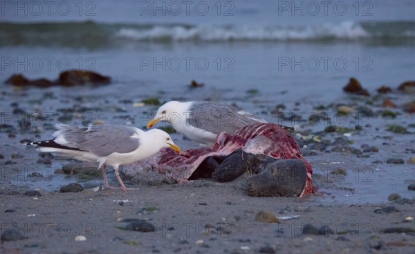 Two herring gulls (Larus argentatus) stand on a quiet, rocky sandy beach at dusk and peck at a dead grey seal (Halichoerus grypus) with broken body and visible red flesh and rib bones, piece of carrion, washed up carcass with full head and closed eyes, scavenger, eating, behavior, in the background the sea, ebb, behavior, ebb, behavior, in the background, ebb, behavior, coast, shore, coastline, body of water, North Sea, Dune island, Heligoland, Pinneberg district, Schleswig-Holstein, Germany
