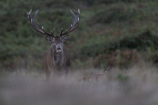Red deer at the rutting 2025, London, Great Britain