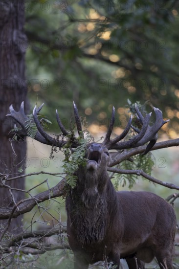 Red deer at the rutting 2025, London, Great Britain