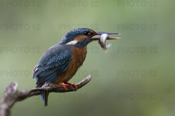 Kingfisher (Alcedo atthis) with brown trout, Bitburg, Rhineland-Palatinate, Germany