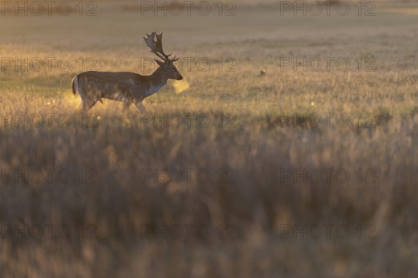 Fallow deer, London, England, Great Britain