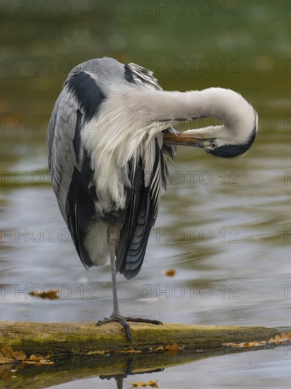 A gray heron taking care of plumage, Ruhrpott, North Rhine-Westphalia, Germany