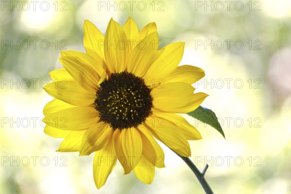 Blossom of a sunflower with beautiful bokeh, Germany