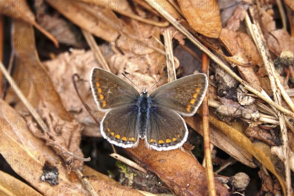 Butterfly blue, summer, Germany