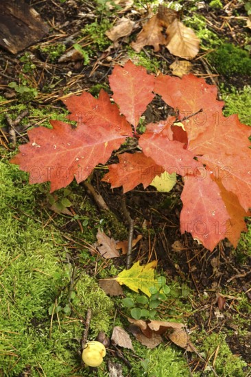 Autumn colors, Golden October, Germany