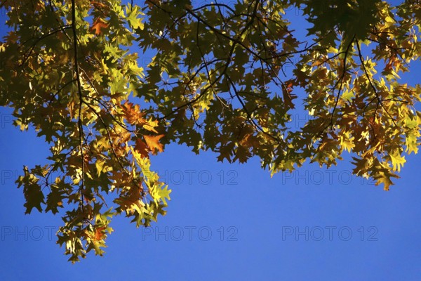 Autumn colors, Golden October, Germany